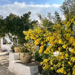Syconium Trullo&Lamia Gea